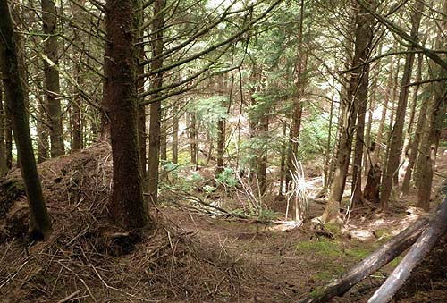 Forested Trails Get New Artistic Viewing Benches