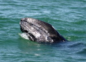 2018 SPRING WHALE WATCH