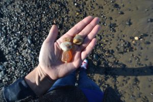 beachcombing clinic