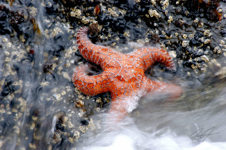 Tide Pool Clinic | Join the Hunt for Sea Stars!