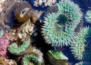 tide pool clinic