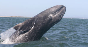 whale watching depoe bay