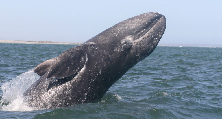 Spring Whale Watch Week