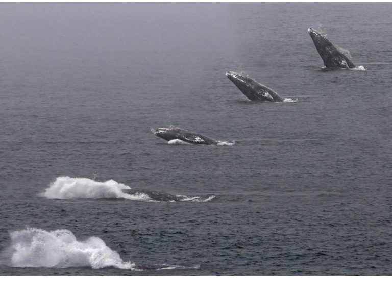 Winter Gray Whales