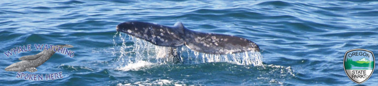 Winter whale watch returns