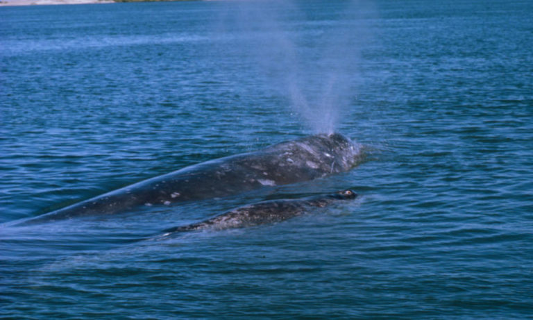 Cetacean answers await during Whale Watch Weekend