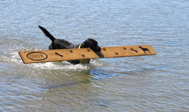‘Onyx’s Great Adventure’ is the perfect fundraising storm