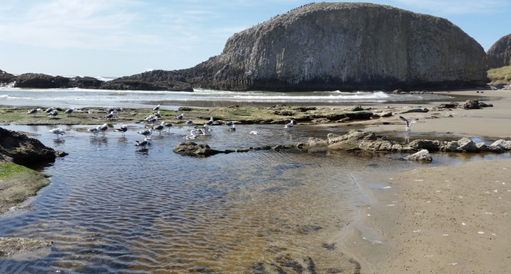 Seal Rock