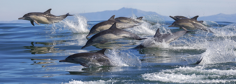 american cetacean society