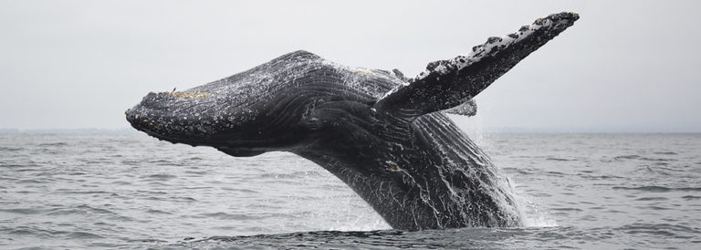Whale Trail sign dedication and community celebration