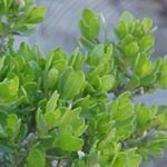 Baccharis_pilularis