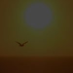 Bird-is-the-word Lincoln City