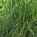 orchardgrass