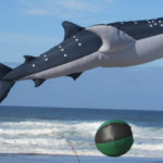 WHale SHark