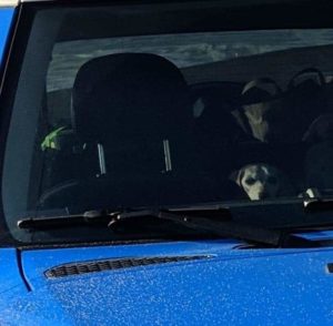 Dogs in car