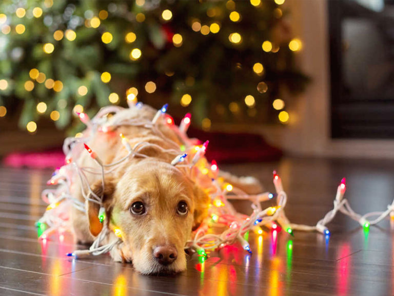 Like homeless, pets need protection, comfort from cold