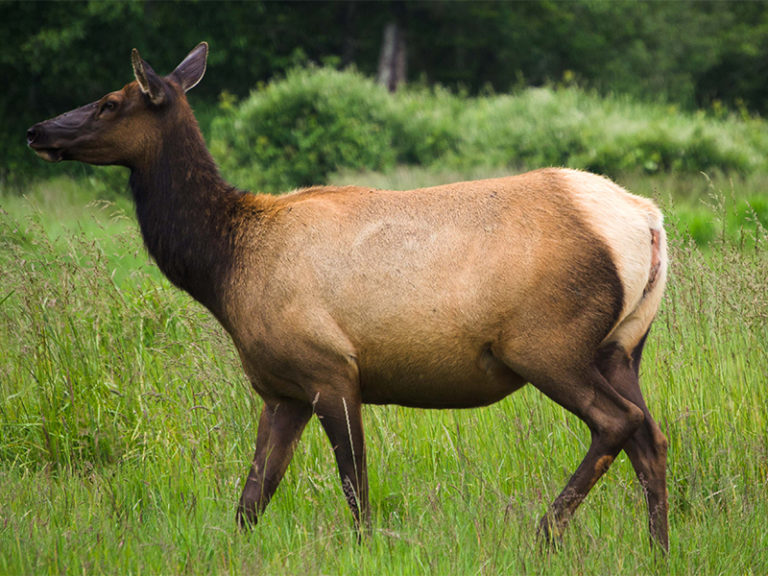 Oregon State Police seek assistance in taking of a cow elk in Lincoln County