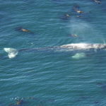 drone_whale