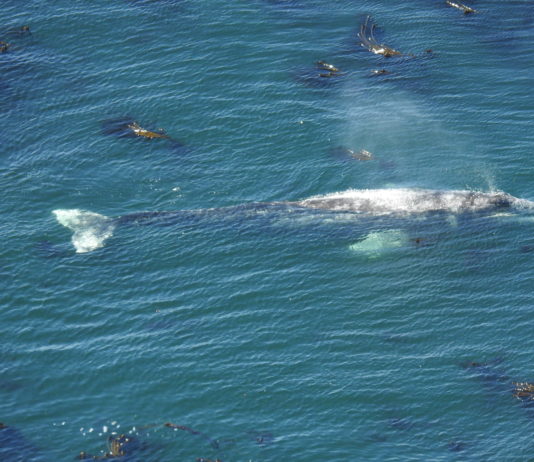 Lincoln City Homepage News Oregon Coast Whale Watching Week Returns Dec 27 31