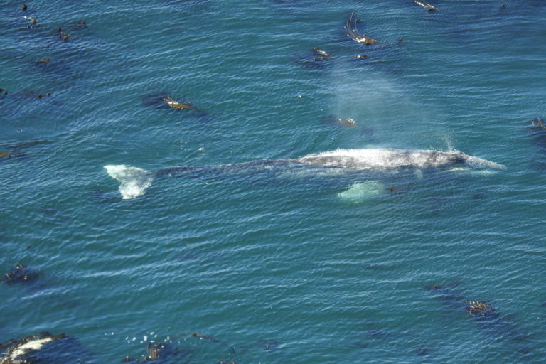 Whale Watching Week returns Dec. 27-31