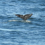 whale_tail