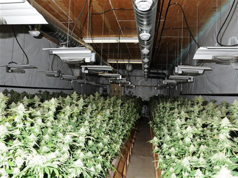 Health Authority supports improvement to medical marijuana program