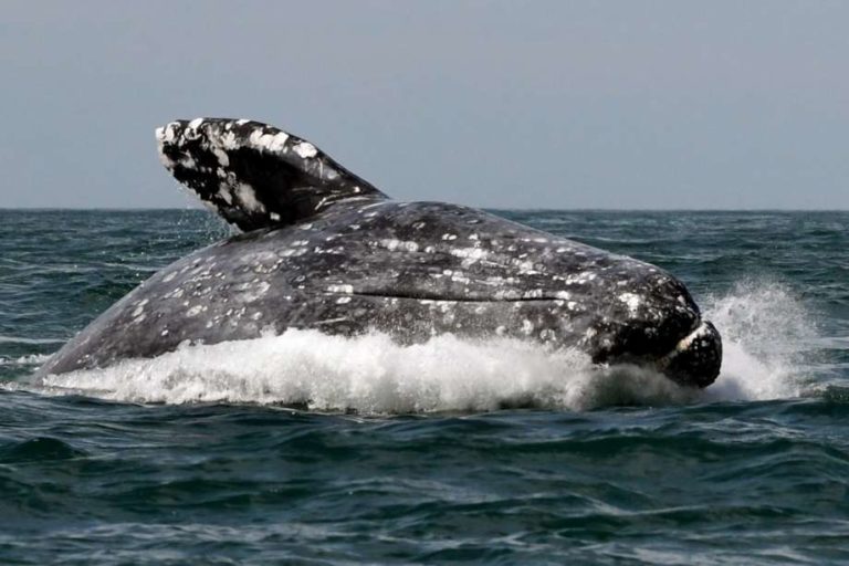 Gray whale week slated March 23-31 along Oregon Coast
