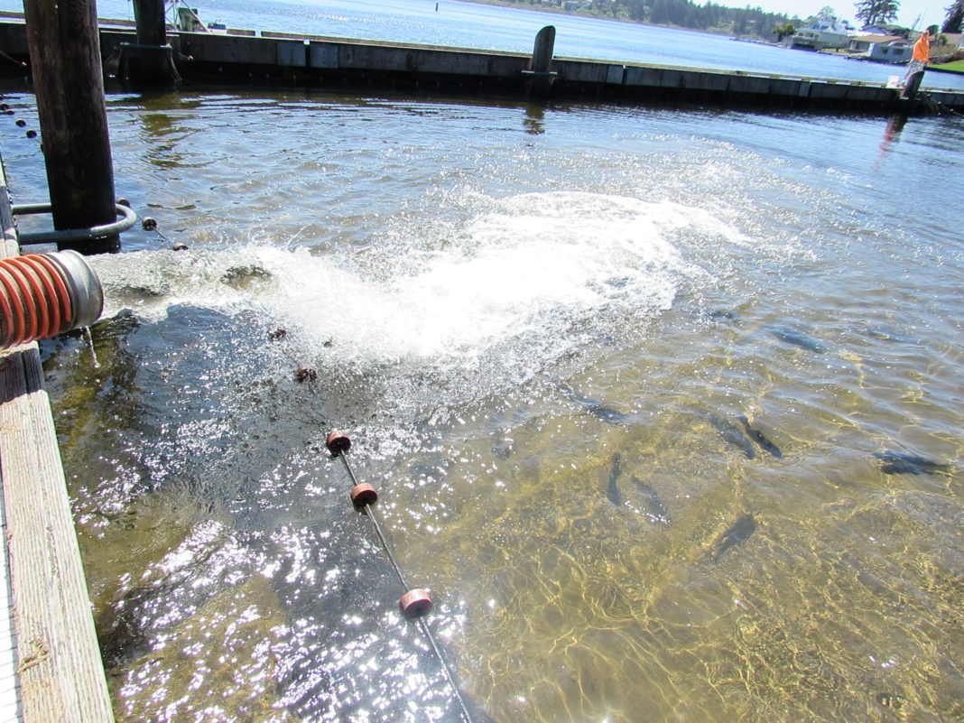 Regatta Park Fishing