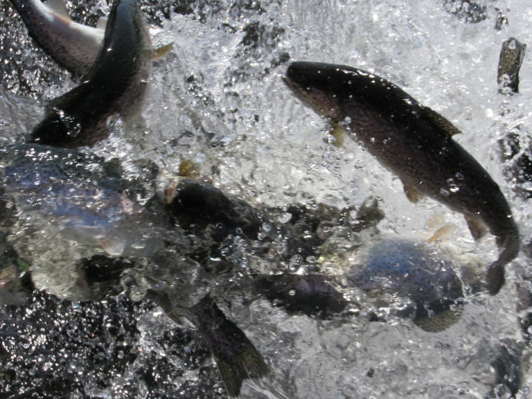 ODFW stocks Regatta Park kids area with rainbow trout