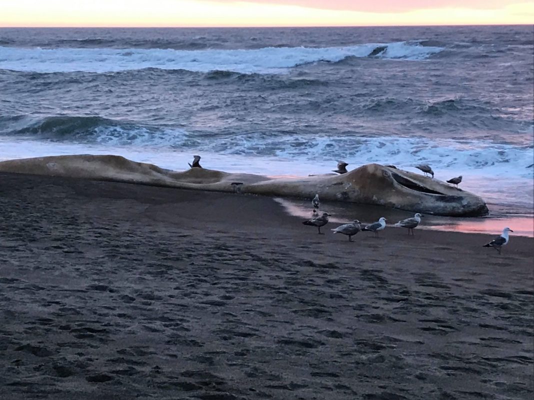 Lincoln Beach Whale