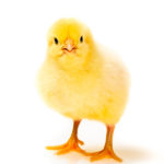OHA Chick