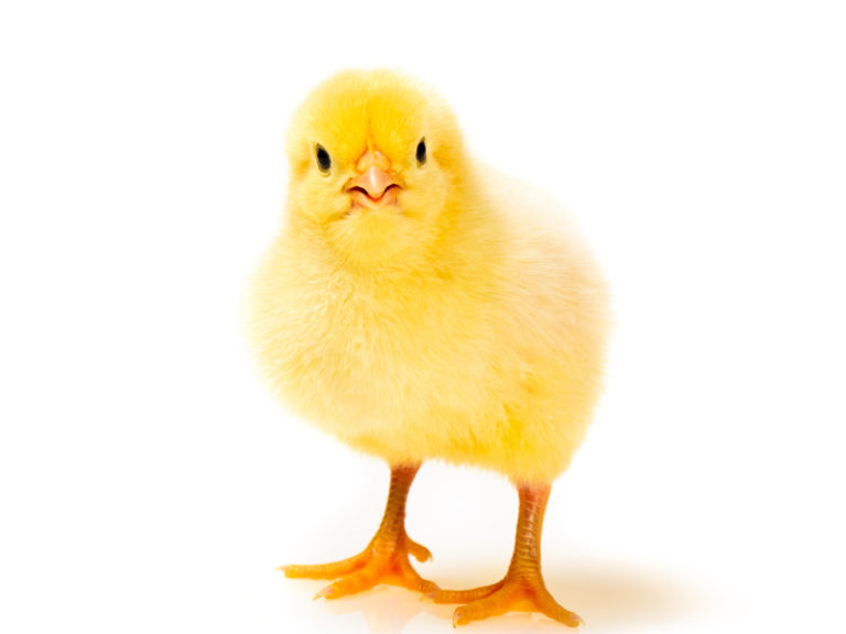 Avoid getting sick from chicks, ducklings during Easter celebrations