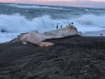Whale of a Tale
