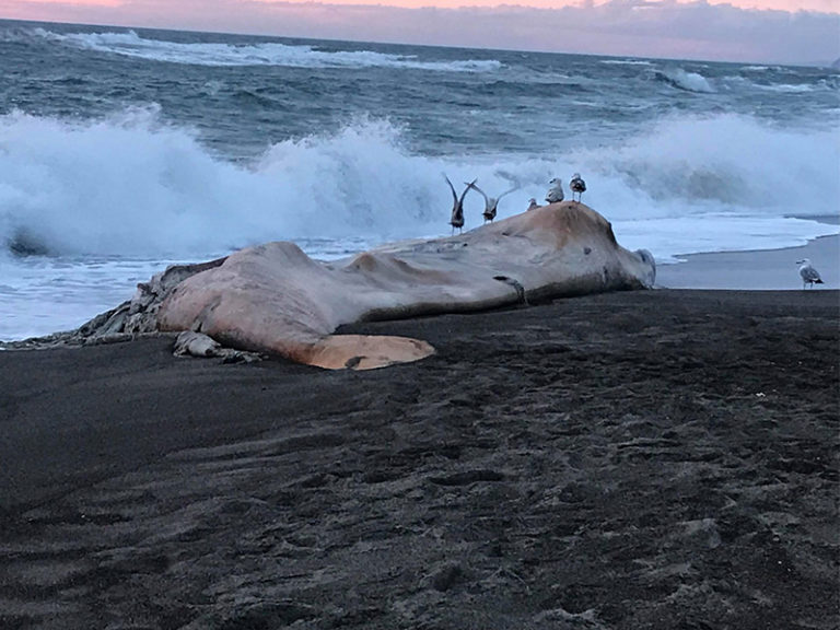 Whale of a tale? Tail of a whale? Beached object stokes resident’s curiousity