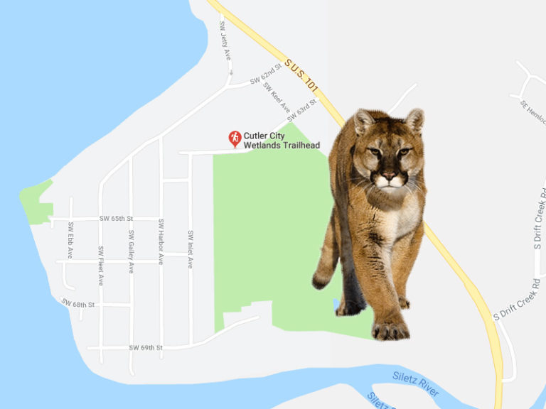On the prowl: Cougar sighted, shot at Monday in Cutler City