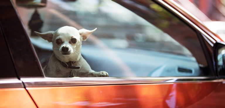 Recent temperature surge reminds owners to regard pet safety