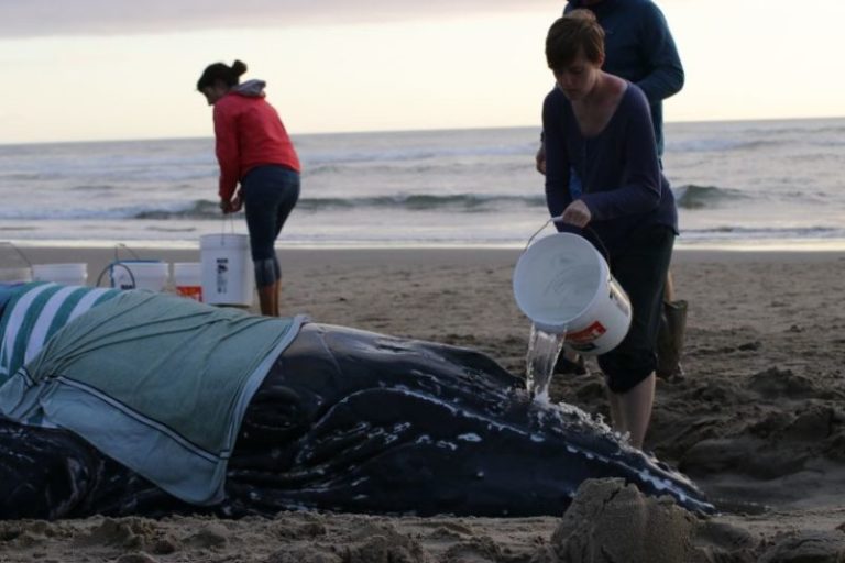 Stranded juvenile whale to be euthanized after washing ashore near Waldport