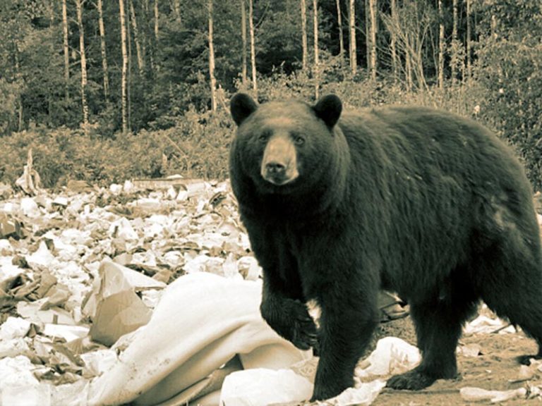 Oregon State Police seek public’s help in bear, elk killings