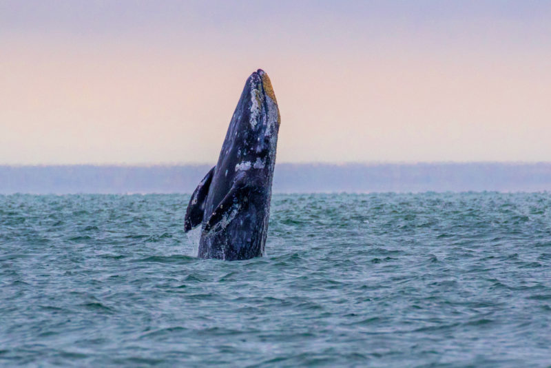 Gray whale breach