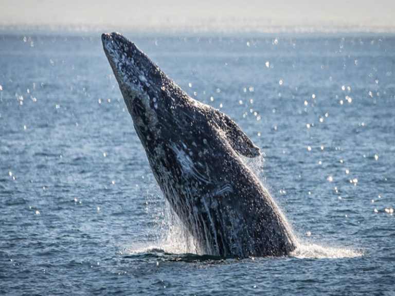 Whale watching returns to the Oregon Coast
