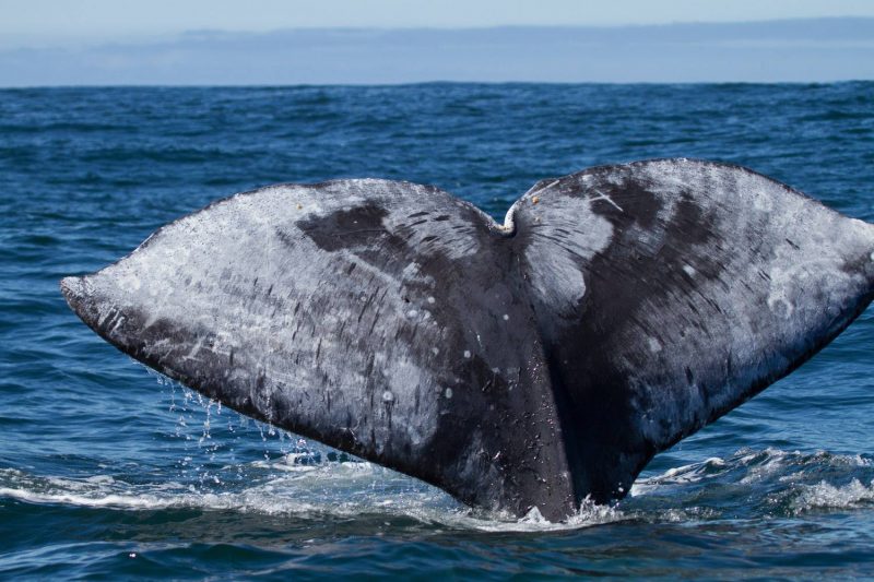 gray whale depoe bay