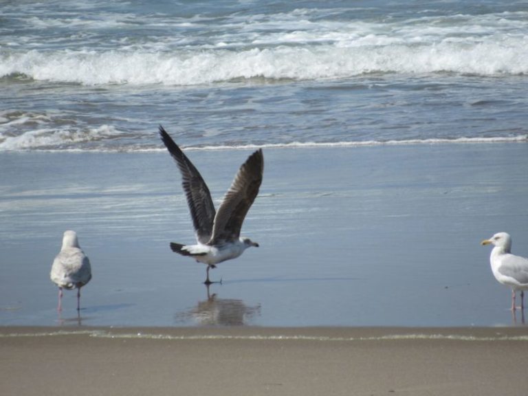 Reporter rides bike in Lincoln City, takes pictures