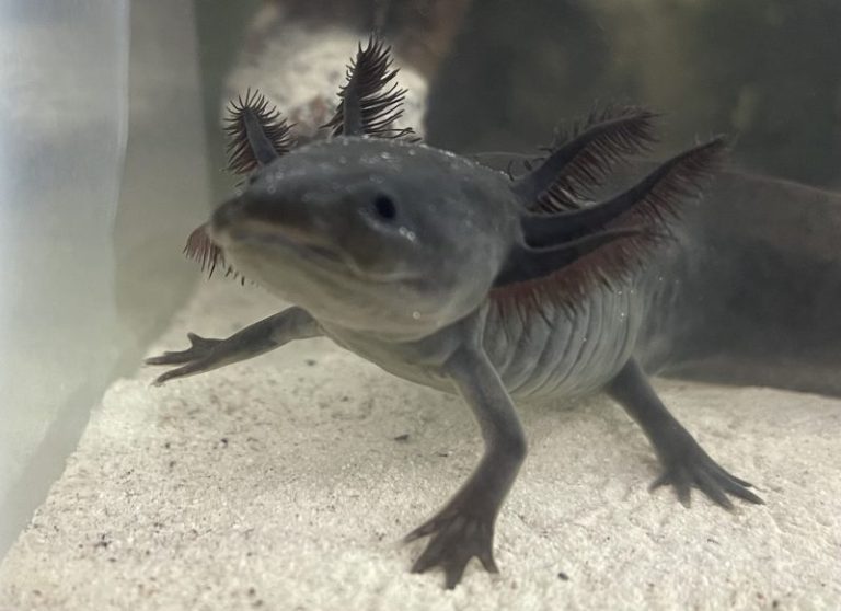 Navy Seal hopeful dives into school axolotl project