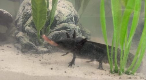 Axolotl Eating
