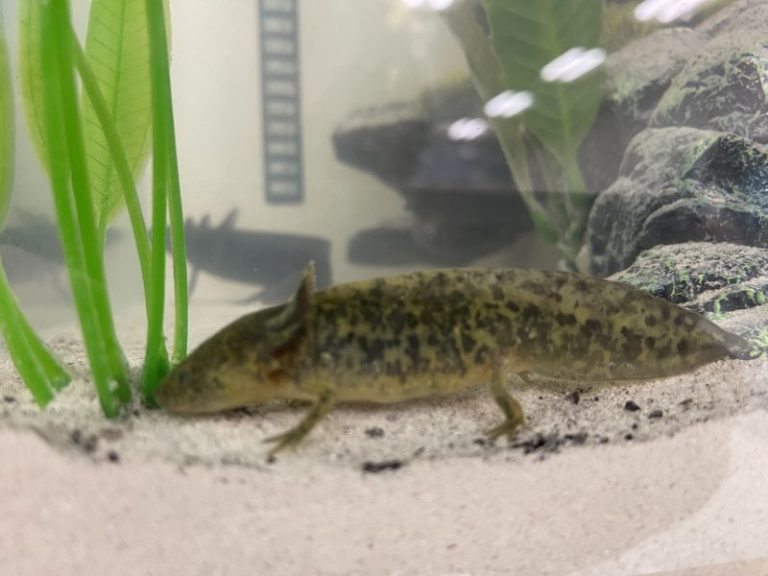 Navy Seal hopeful dives into school axolotl project