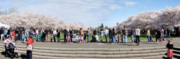 Cherry blossoms illuminated at state capitol state park March 16-April  6