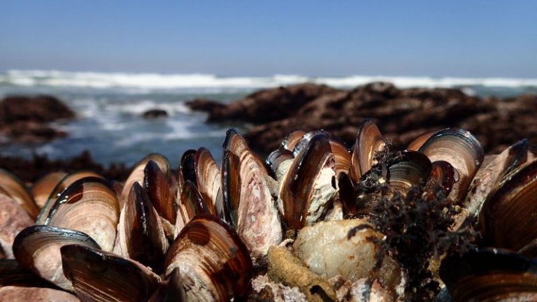 Throw out mussels harvested between Washington border, Seal Rock State Park