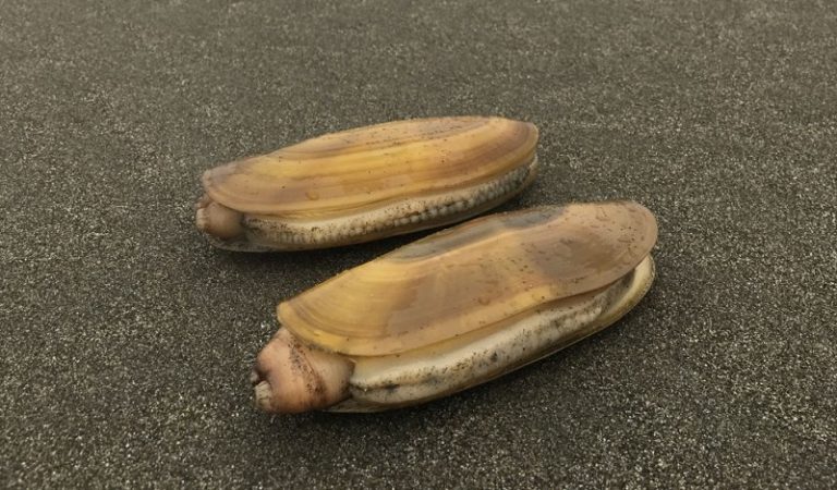 Area of mid-coast reopens to razor clam harvesting